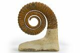 Early Devonian Ammonoid (Anetoceras) - Tazarine, Morocco #312713-1